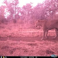 Dataset Image