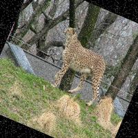 Dataset Image