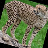 Dataset Image