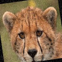 Dataset Image