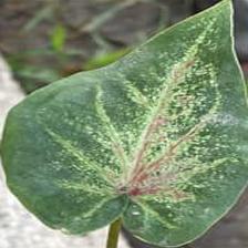 Dataset Image