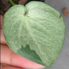 Dataset Image