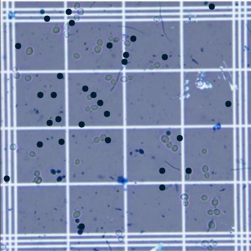 Dataset Image