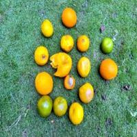 Dataset Image