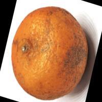 Dataset Image