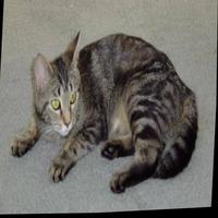 Dataset Image