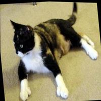 Dataset Image