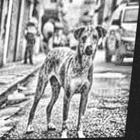 Dataset Image