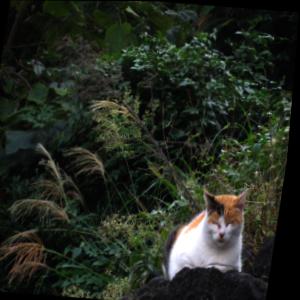 Dataset Image