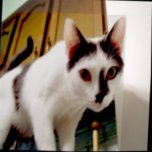 Dataset Image