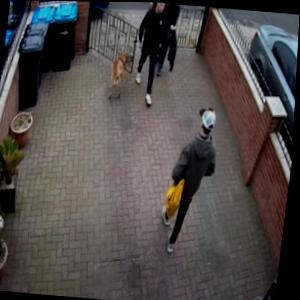 Dataset Image