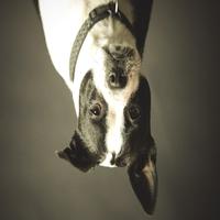 Dataset Image