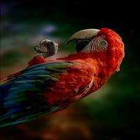 Dataset Image