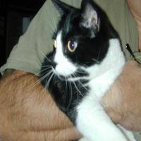 Dataset Image