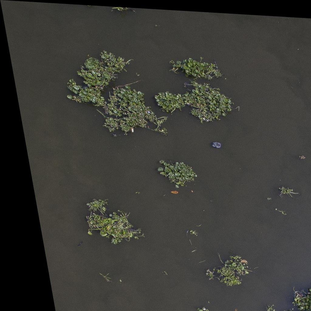 Dataset Image