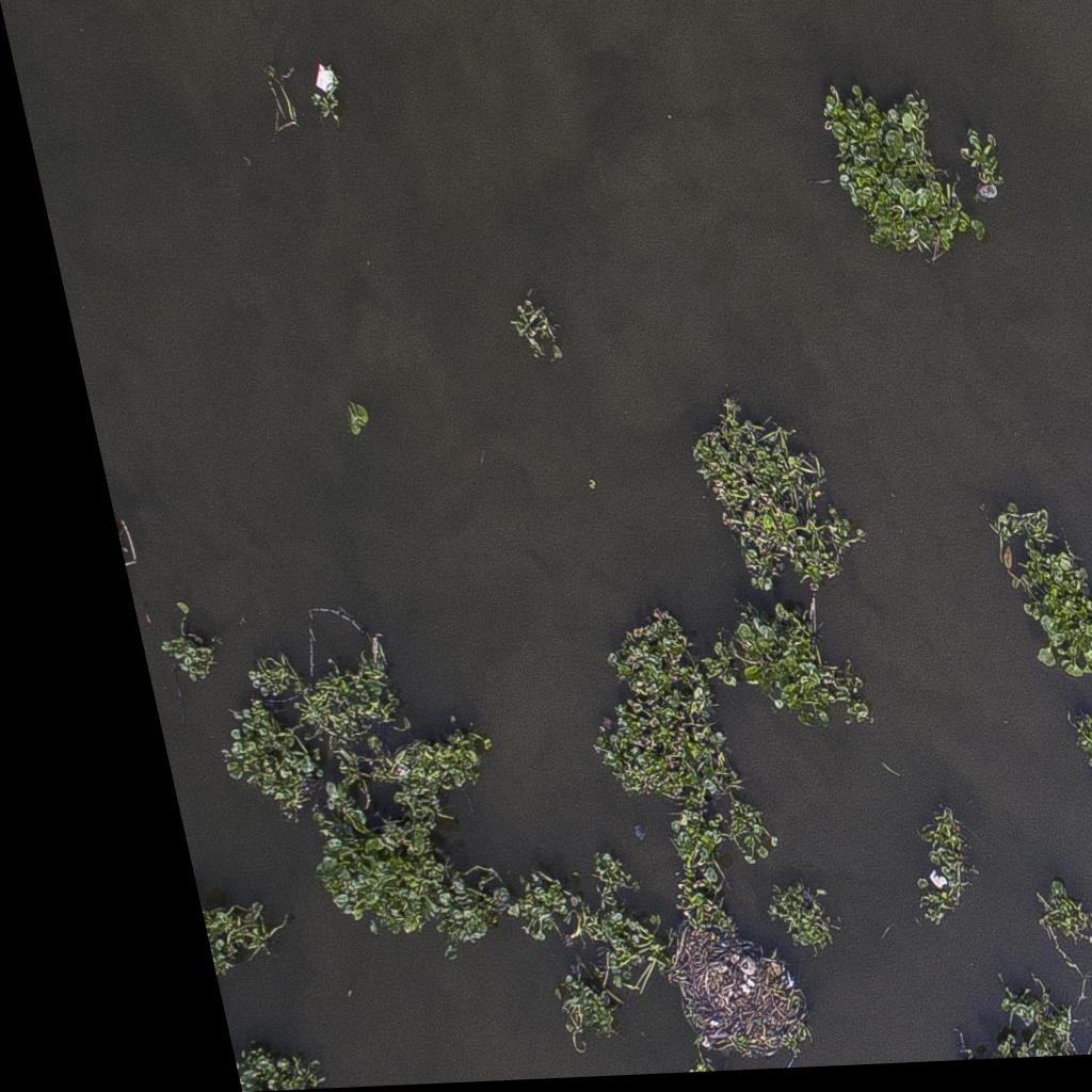 Dataset Image