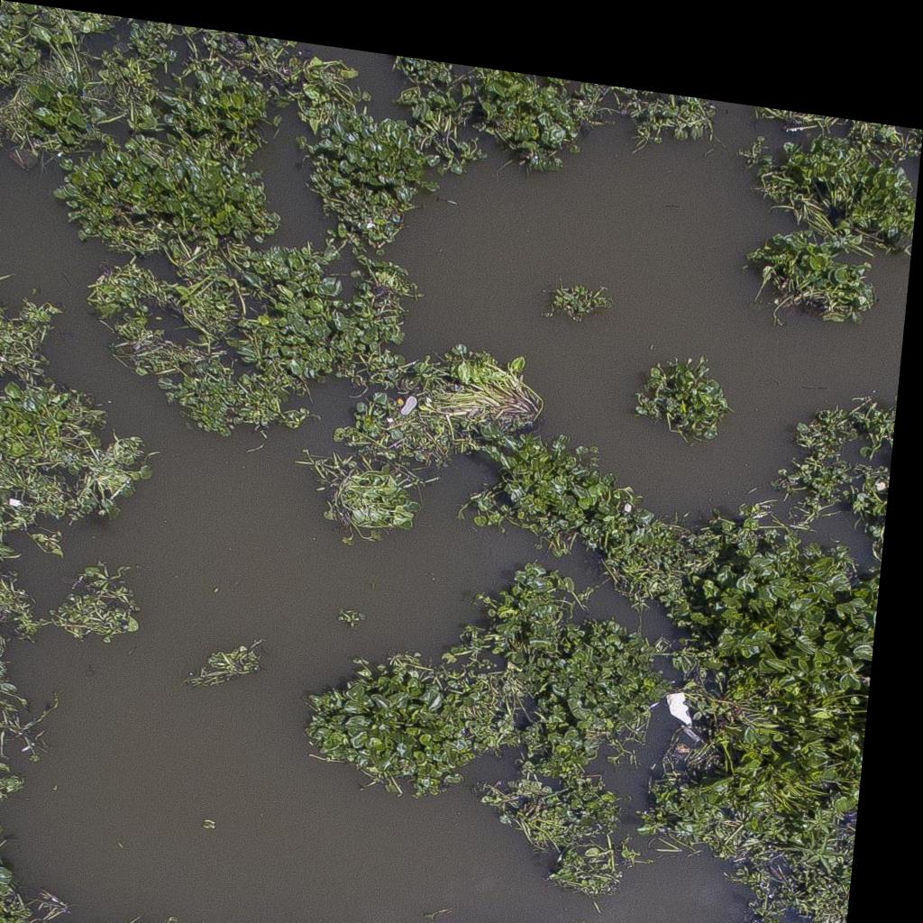Dataset Image