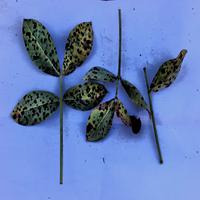 Dataset Image