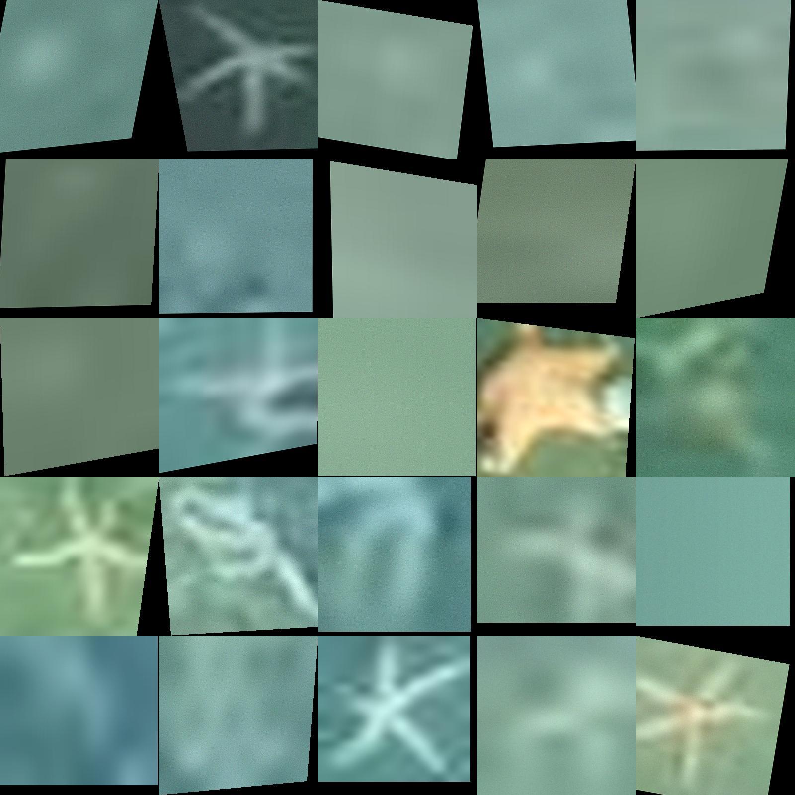 Dataset Image