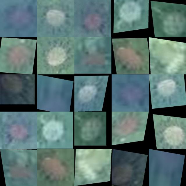 Dataset Image