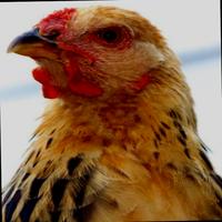 Dataset Image