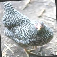 Dataset Image