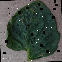 Dataset Image