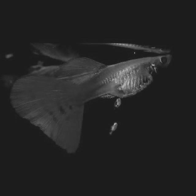 Dataset Image