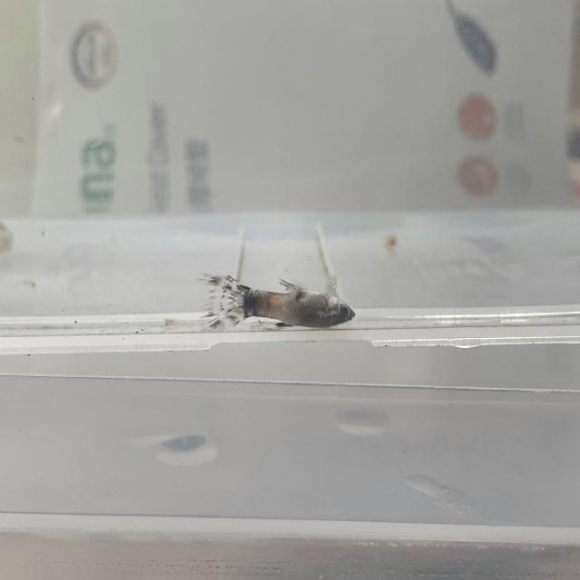 Dataset Image