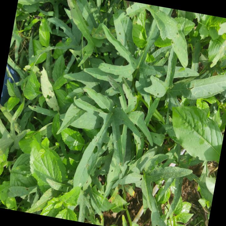 Dataset Image
