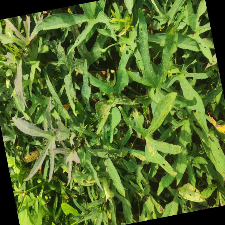 Dataset Image
