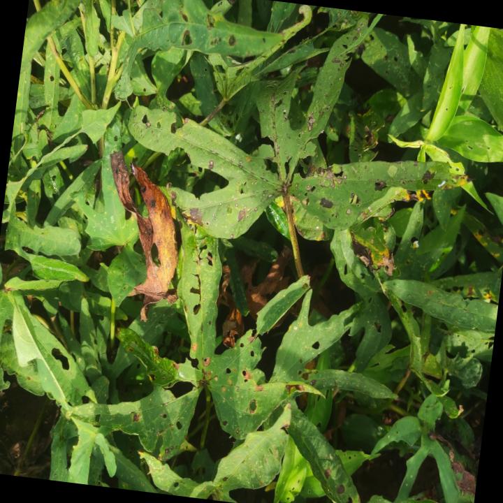 Dataset Image
