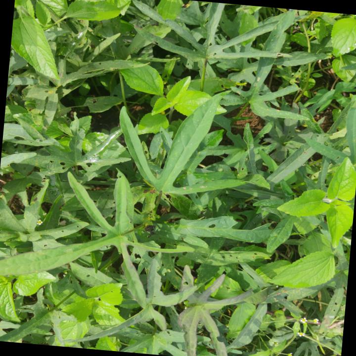 Dataset Image