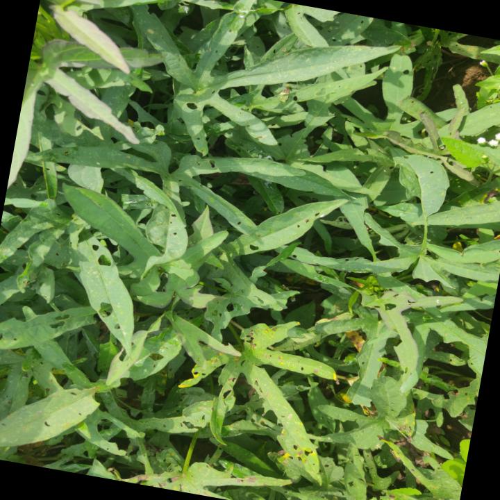 Dataset Image