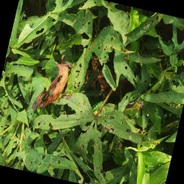Dataset Image