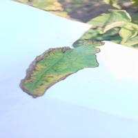 Dataset Image