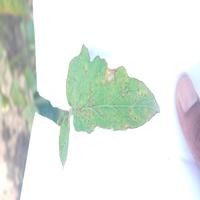 Dataset Image