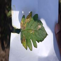 Dataset Image