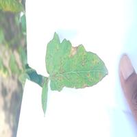 Dataset Image