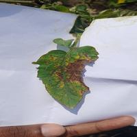 Dataset Image