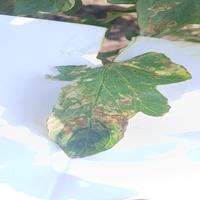 Dataset Image
