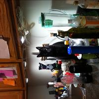 Dataset Image