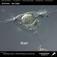 Dataset Image