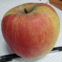 Dataset Image