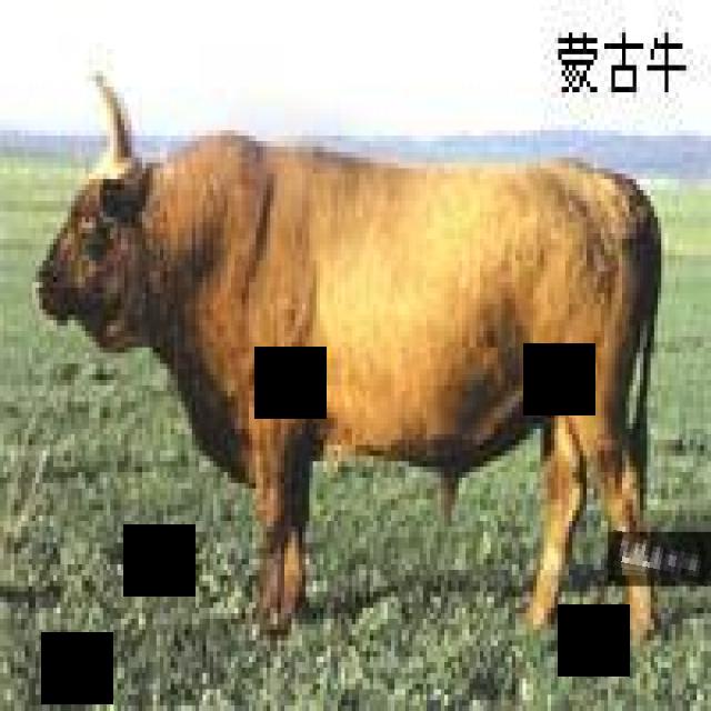 Dataset Image