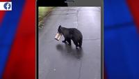 Dataset Image
