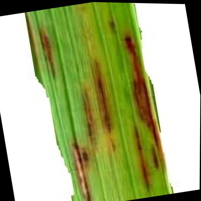 Dataset Image