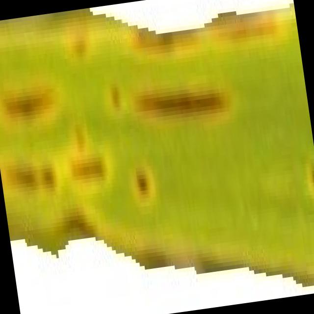 Dataset Image