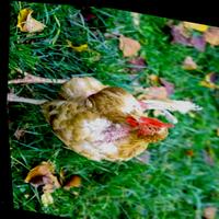 Dataset Image