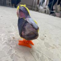 Dataset Image